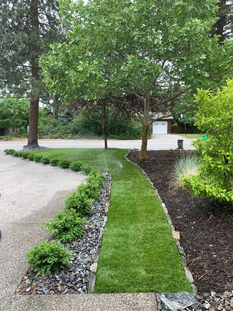 Front yard with new lawn strip, rock border, shrubs, and irrigation sprinkler